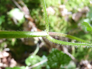 Tige à 4 angles redressée et pourvue de feuilles jusqu'à son extrémité supérieure. Agrandir dans une nouvelle fenêtre (ou onglet)